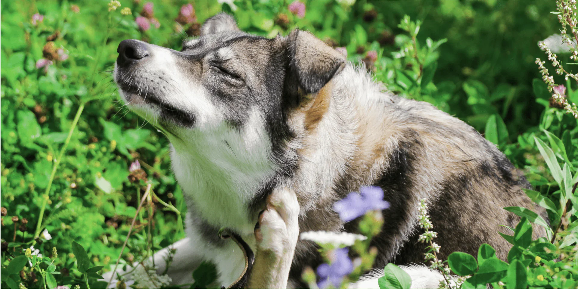 Pets prone to illness in spring? Don't panic! Please take this health guide